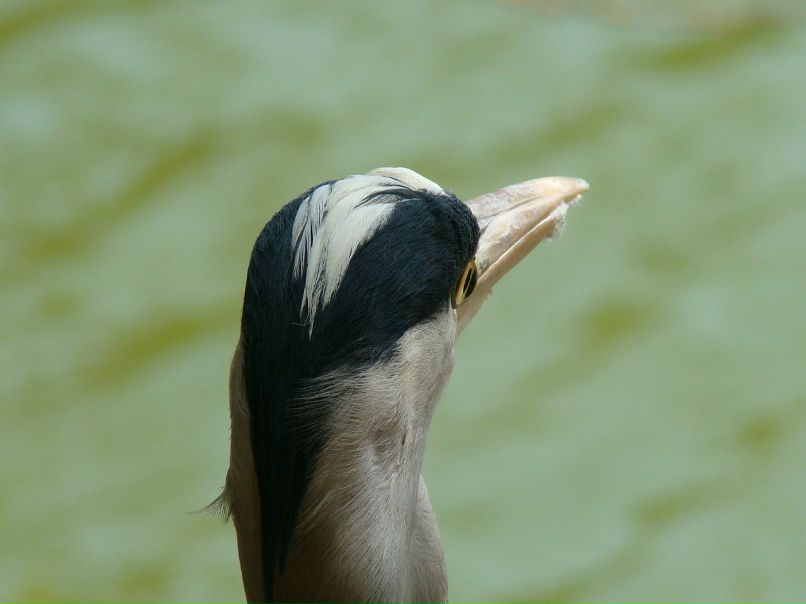 Алёна Мнацаканян | 