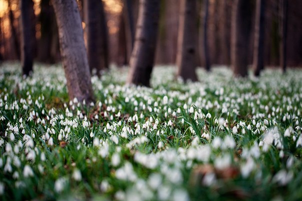 Василь Афошкін | Львов