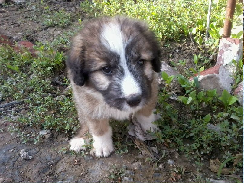 Дмитрий Парастатов Анастасович | Орёл