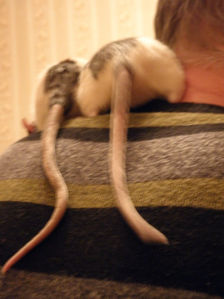 Настенька Колосова SUN | Киев