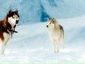 Настя Кулешова <Akira> | Рязань