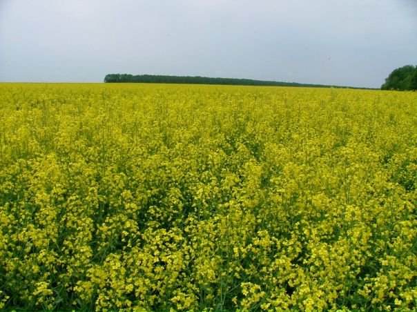 №153, Наталья Синика №153, Наталья Синика