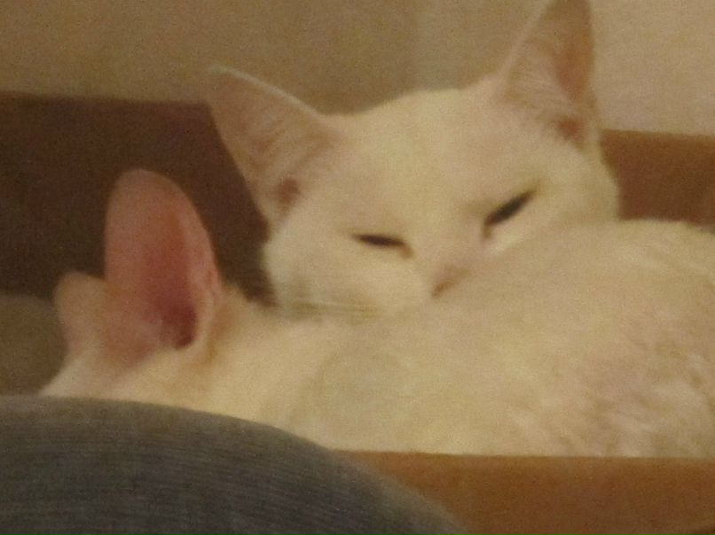 Лана Мацелевич | Санкт-Петербург