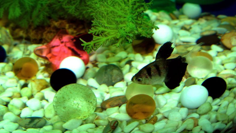 Владимир Шапран | Киев