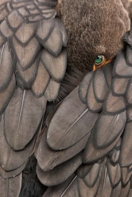 Анна Перчаткина | Ottawa