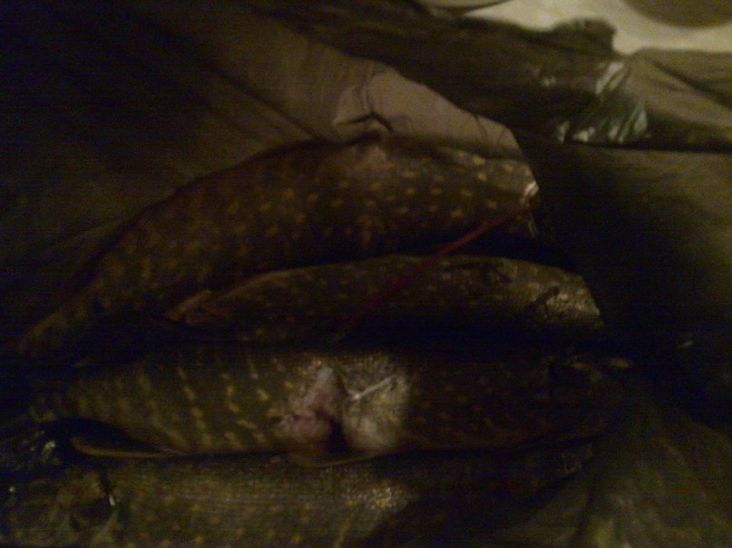 Антон Хмелевский (ЮРИЧ) | Дружная Горка