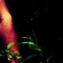 №85, Алина Деревянко, Харьков №85, Алина Деревянко, Харьков