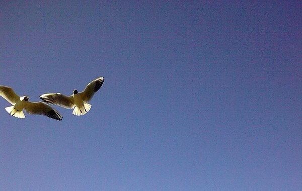 Полина Аврамчик Александровна | Минск