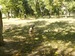 Дана Овчарка фотография #9