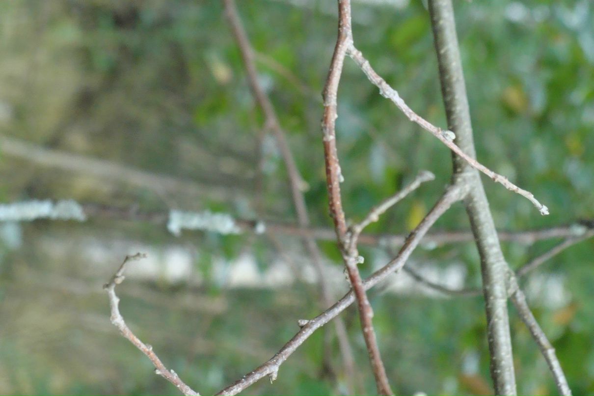 Наталья Меркулова | 