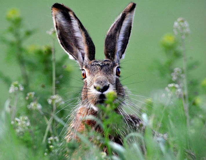 Анна Сергиенко | 