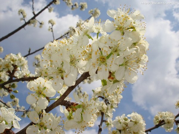 Елена Красновид | Чернигов