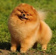 Вася Кантимір | Снятин