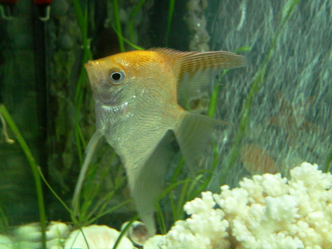 Святослав Вовнянко | Львов