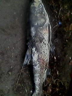 Дмитрий Медведь Павлович | Барвенково