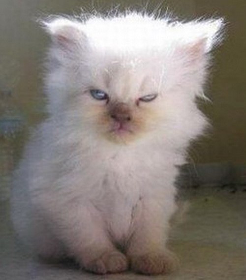 Светлана Полунина LOCА & FELICIDADЕ | Норильск