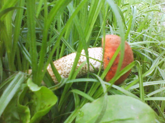 Sveta Korotich | Киев