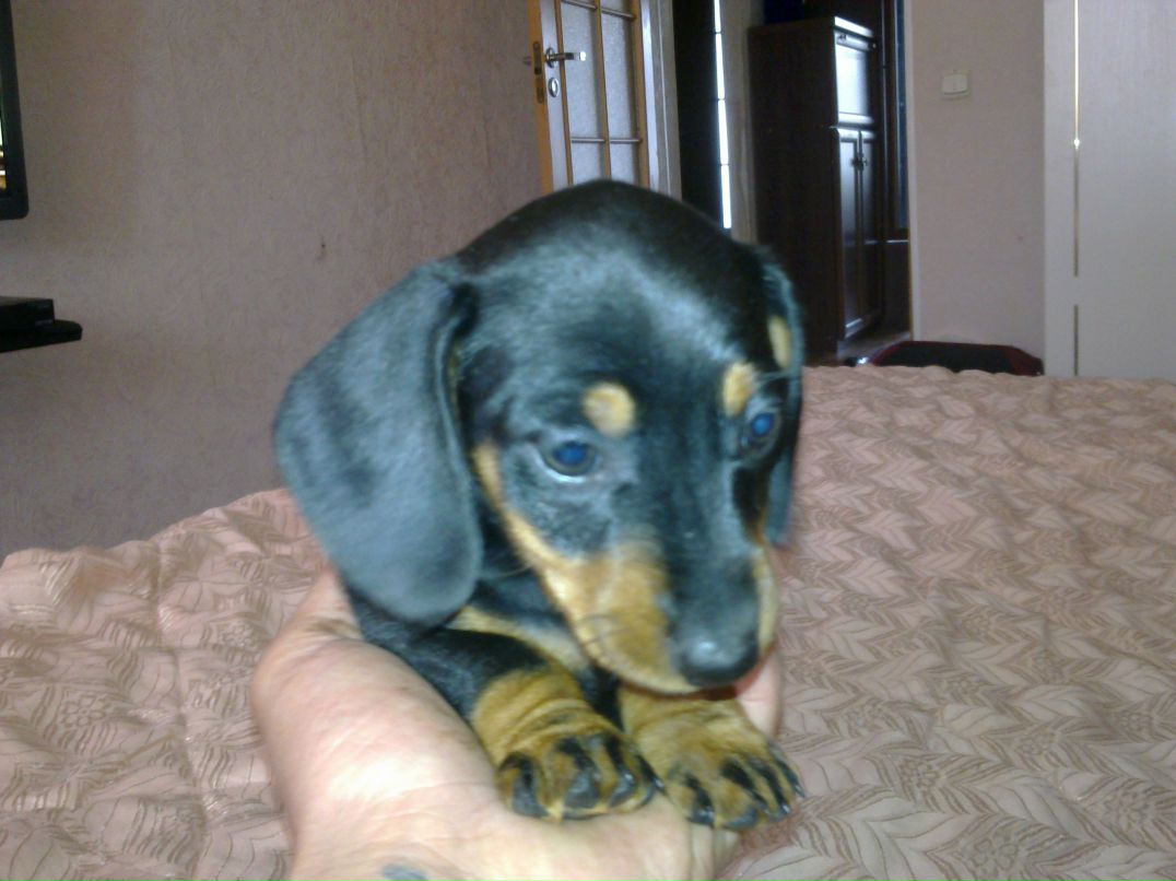 Александр Карнаухов | Пестово