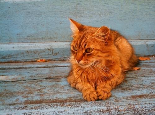 Makar Chervyakov | Санкт-Петербург