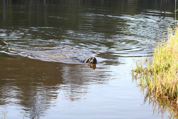 №18, Никита Альзоба №18, Никита Альзоба