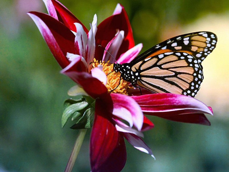 Татьяна Яровая | Калининград