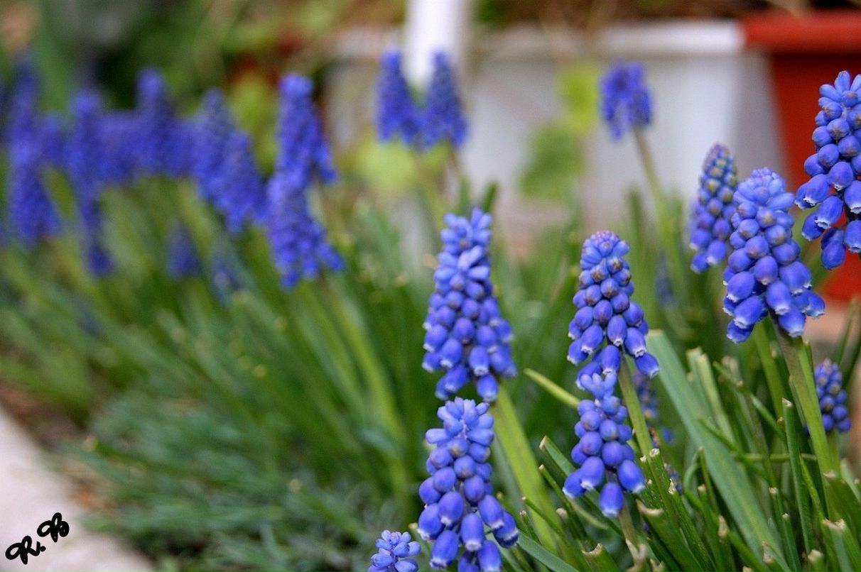 Роберт Боднар | Ужгород