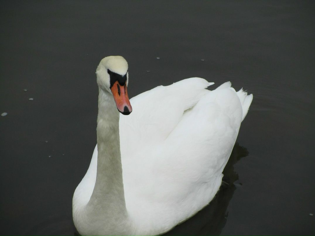 Елена Таккинен | Vantaa