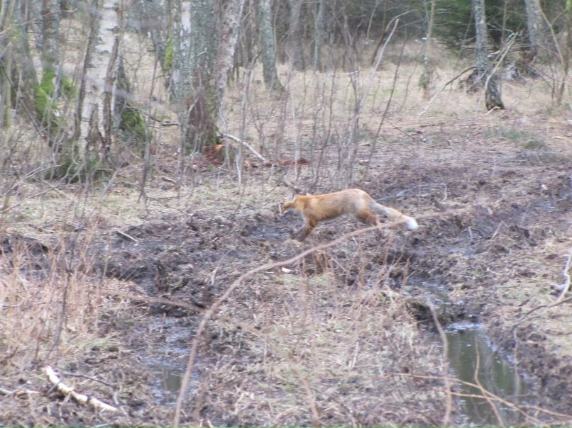 Денис Орлов | Калининград