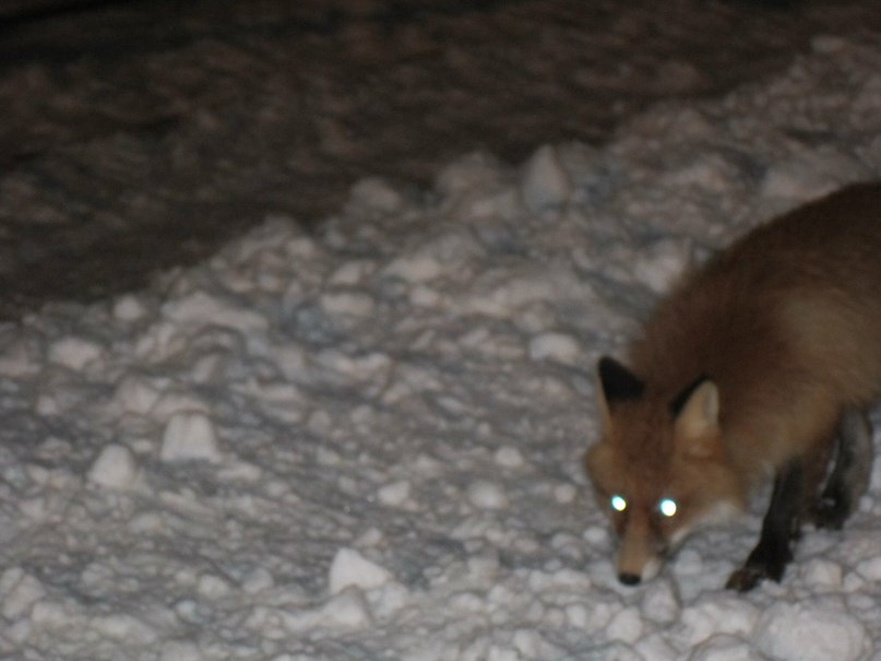 Игорь Лосев | Апатиты