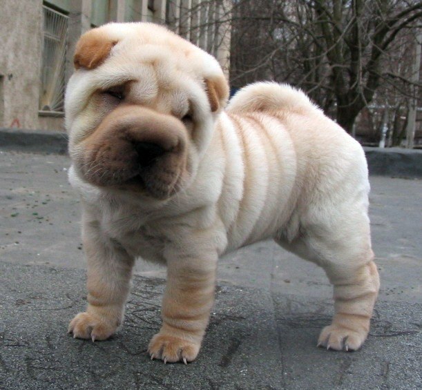 Рустем Аскаров | Казань