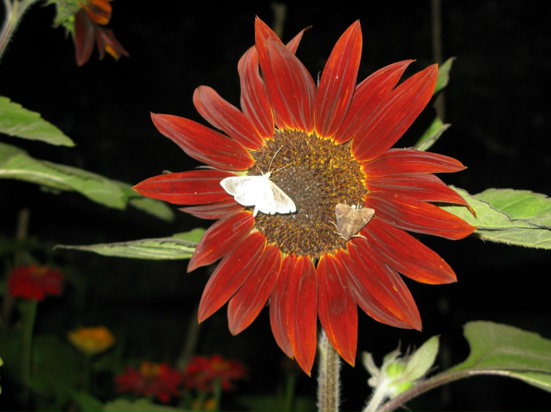 Марія Бойчук | Ивано-Франковск