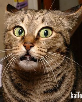 Александр Веракша | Херсон