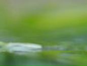 Татьяна Фещенко | Краснодар