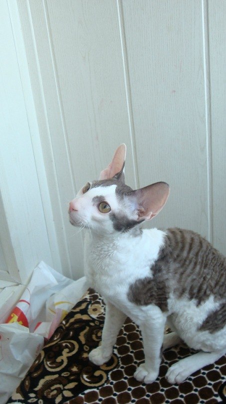 Ирина Гамбарова | Стерлитамак