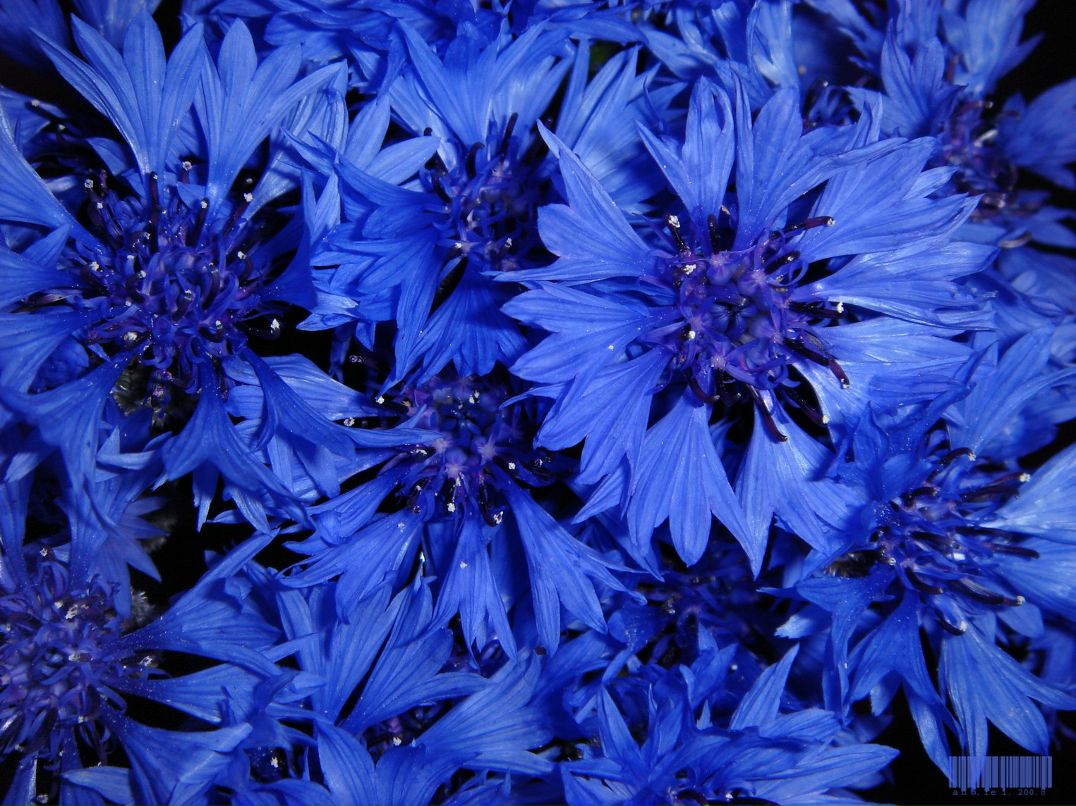 Мариша Мазурова | 