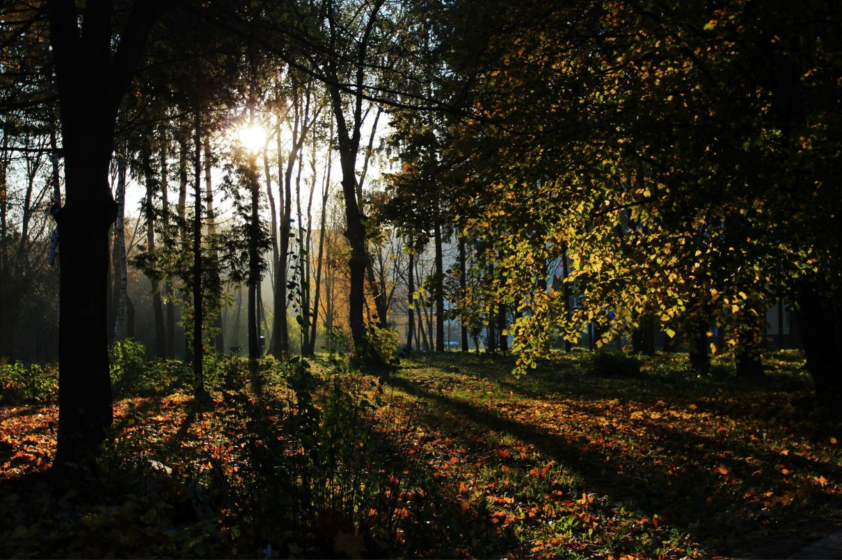 Алина Королева | 