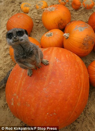 Ирина Олеговна | Волгоград