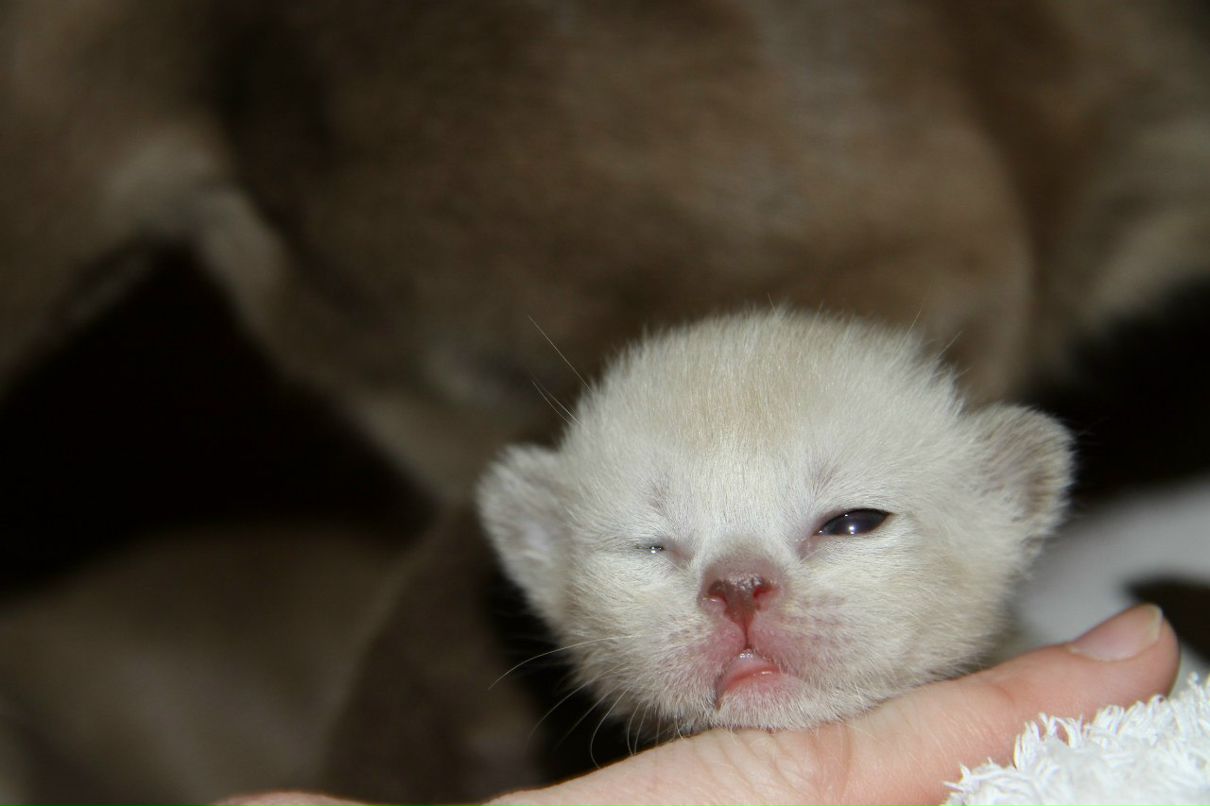 Наталья Лукашова(Алексеева) | Санкт-Петербург