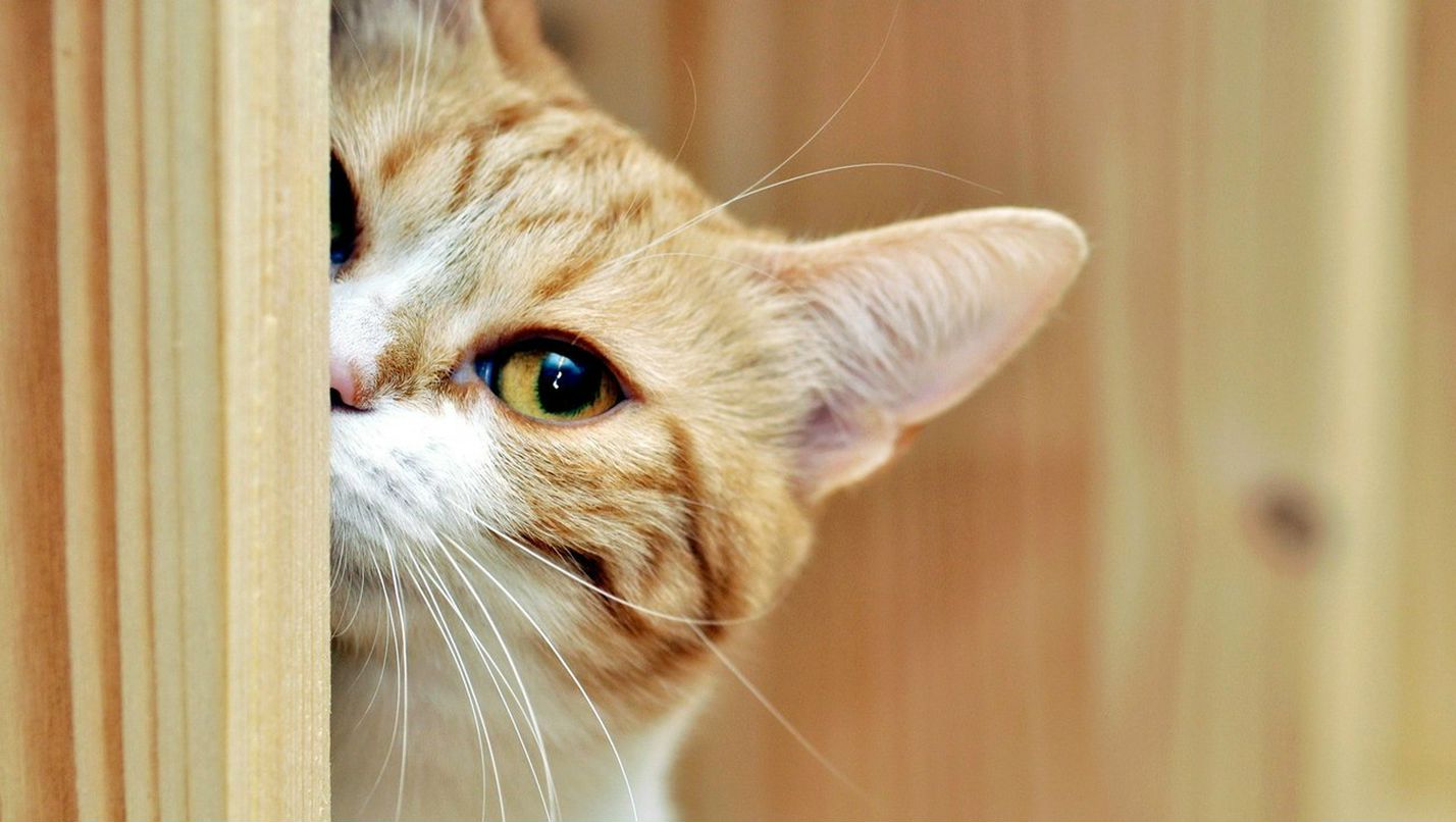 Венерочка Джаббарова | 