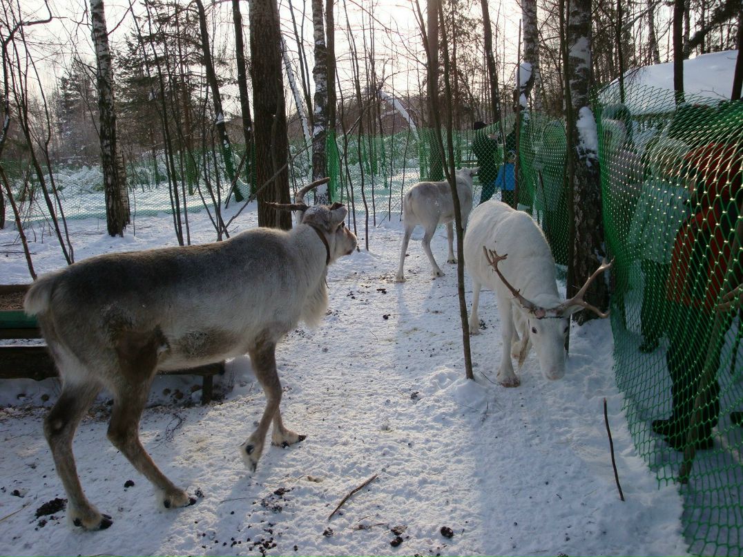 Татьяна Медведева | Москва