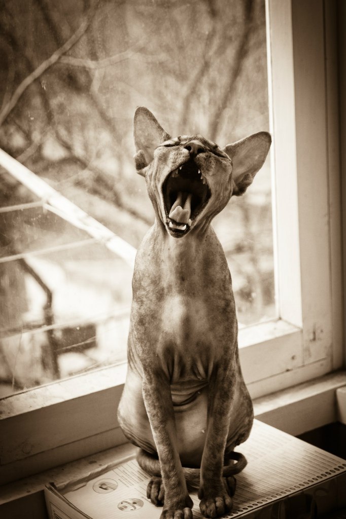 Александр Самоловов Sanches | Краснодар