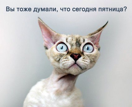 Полина Кот | Новосибирск