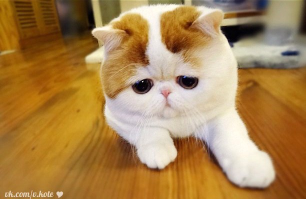 Максим Весельев | Старый Оскол