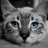 Саша Кривощёков