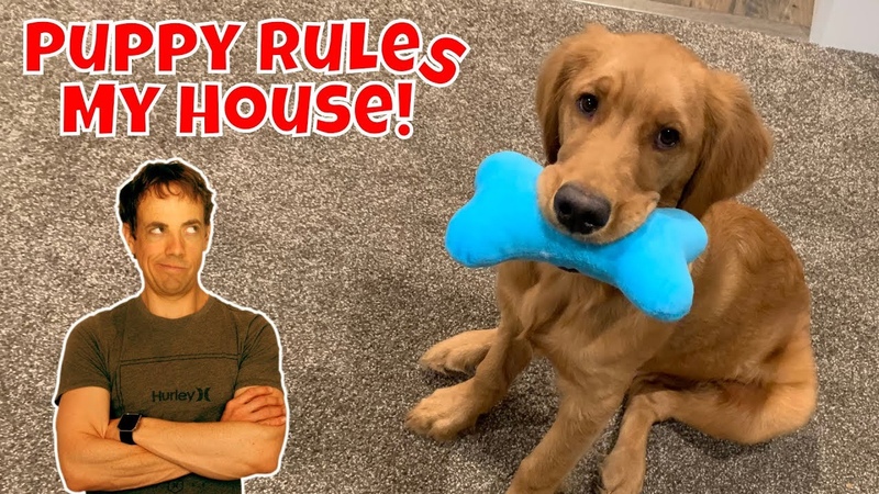My Golden Retriver Puppy Rules My