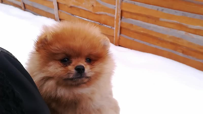 Gread Dog Showing Joy 2,5 мес