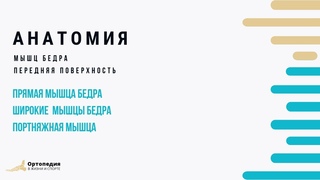 Анатомия мышц бедра. Передняя поверхность