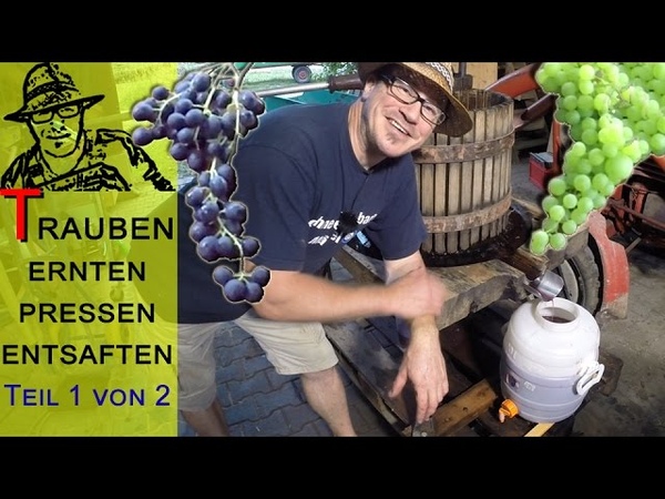 Trauben ernten, pressen, Saft