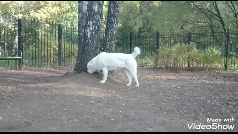 Выпускница питомника Тимерташ Луссурия (Москва) 3 года Ещё
