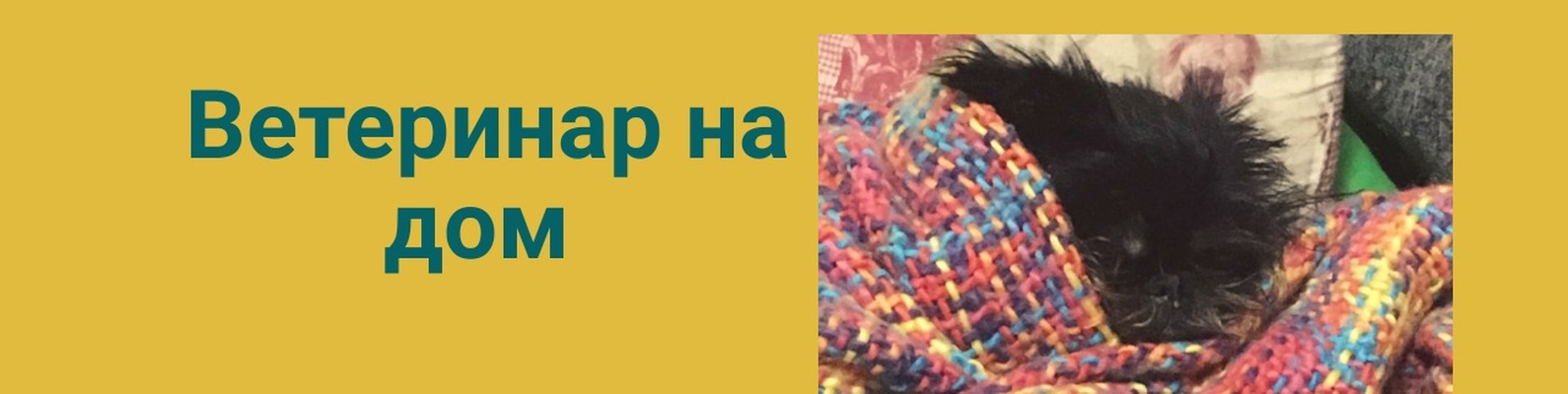 Ветеринарные услуги на дому . | Если вам нужна помощь . 2024 | ВКонтакте